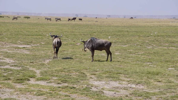 Wildebeests Amboseli National Park Kenya Africa Nature Animaux — Photo