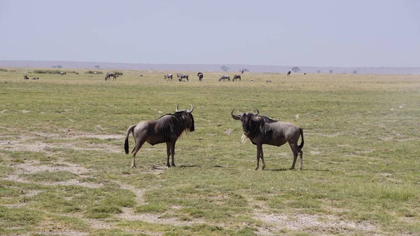 Wildebeests Parque Nacional Amboseli Kenia África Naturaleza Animales —  Fotos de Stock