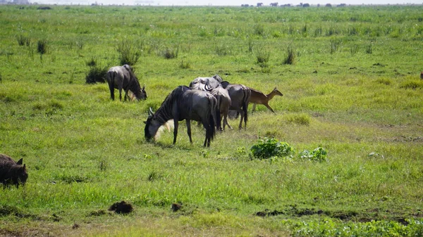 Wildebeests Amboseli National Park Kenya Africa Nature Animals — Stock Photo, Image