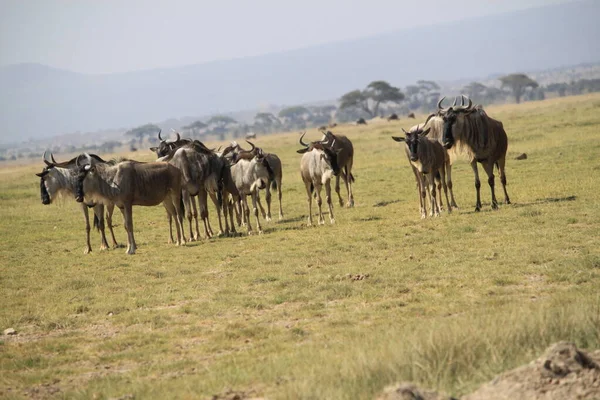 Wildebeests Στο Εθνικό Πάρκο Amboseli Στην Κένυα Της Αφρικής Φύση — Φωτογραφία Αρχείου