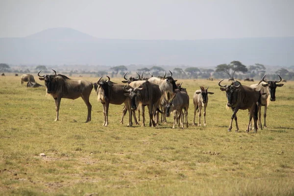 Wildebeests Στο Εθνικό Πάρκο Amboseli Στην Κένυα Της Αφρικής Φύση — Φωτογραφία Αρχείου