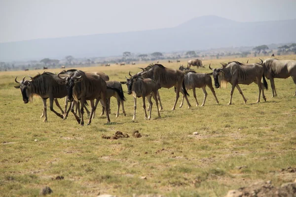 Kenya Afrika Daki Amboseli Ulusal Parkı Ndaki Antiloplar Doğa Hayvanlar — Stok fotoğraf