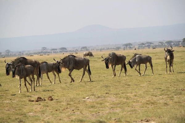Вільдебісти Національному Парку Амбоселі Кенії Африка Природа Тварини — стокове фото