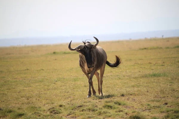 Wildebeests Parque Nacional Amboseli Quênia África Natureza Animais — Fotografia de Stock