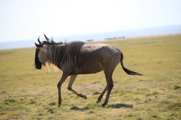 Вільдебісти Національному Парку Амбоселі Кенії Африка Природа Тварини — стокове фото