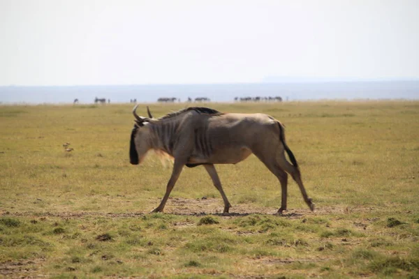 Wildebeests Parque Nacional Amboseli Quênia África Natureza Animais — Fotografia de Stock