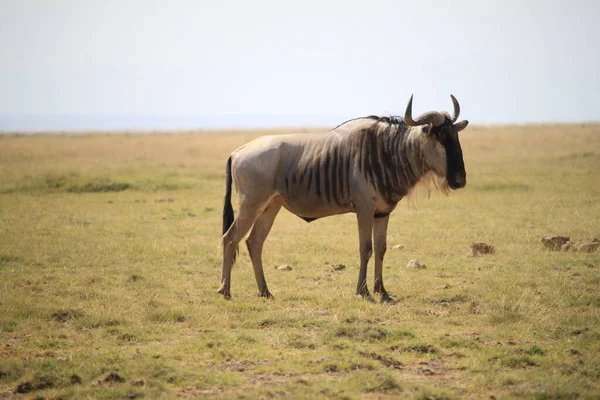Gnus Amboseli Nationalpark Kenia Afrika Natur Und Tiere — Stockfoto