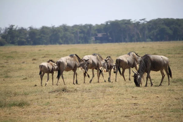 Wildebeests Στο Εθνικό Πάρκο Amboseli Στην Κένυα Της Αφρικής Φύση — Φωτογραφία Αρχείου