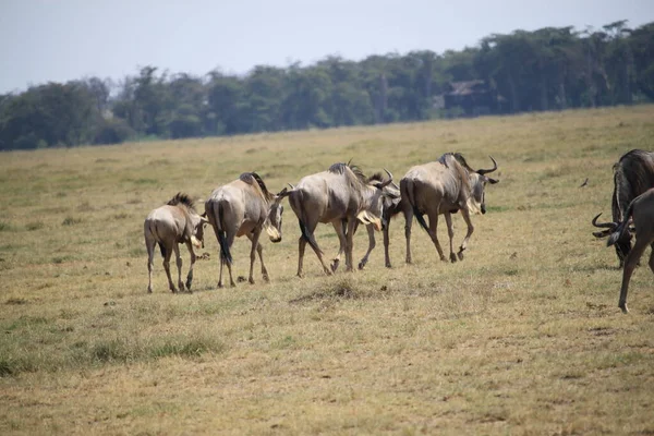 Wildebeests Parque Nacional Amboseli Kenia África Naturaleza Animales —  Fotos de Stock