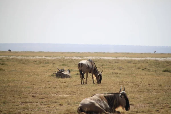 Wildebeests Στο Εθνικό Πάρκο Amboseli Στην Κένυα Της Αφρικής Φύση — Φωτογραφία Αρχείου