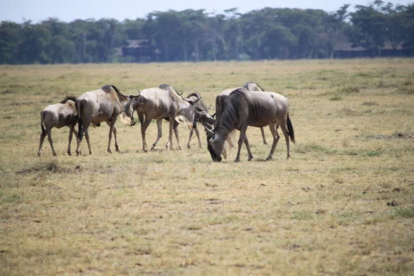 Wildebeests Στο Εθνικό Πάρκο Amboseli Στην Κένυα Της Αφρικής Φύση — Φωτογραφία Αρχείου