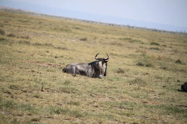 Wildebeests Στο Εθνικό Πάρκο Amboseli Στην Κένυα Της Αφρικής Φύση — Φωτογραφία Αρχείου