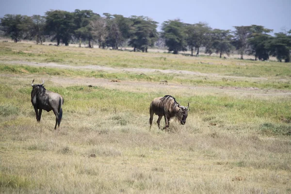 Wildebeesten Het Amboseli National Park Kenia Afrika Natuur Dieren — Stockfoto
