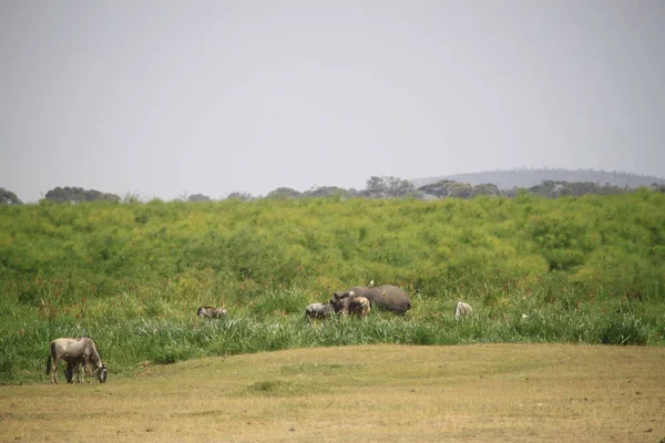 Wildebeests Amboseli National Park Kenya Africa Nature Animals — Stock Photo, Image