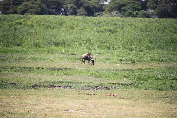 ケニアのアンボゼリ国立公園にある野生動物 自然と動物 — ストック写真
