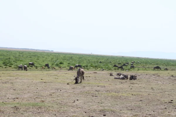 Kenya Afrika 'daki Amboseli Ulusal Parkı' ndaki antiloplar. Doğa ve hayvanlar