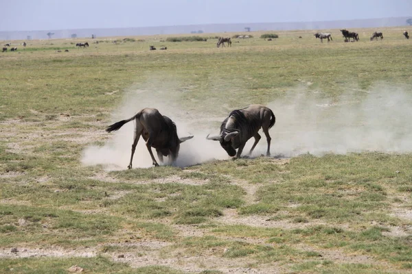 Wildebeests Parque Nacional Amboseli Kenia África Naturaleza Animales —  Fotos de Stock