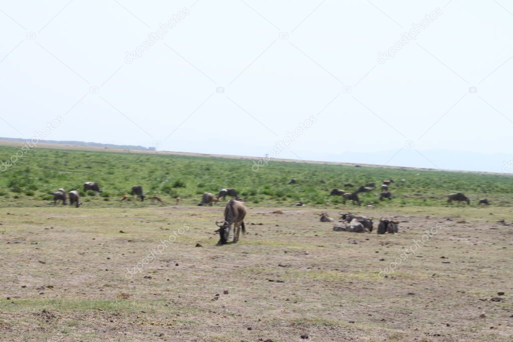 Wildebeests in Amboseli National Park in Kenya Africa. Nature and animals