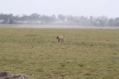 Kenya Afrika 'daki Amboseli Ulusal Parkı' nda dişi aslan. Doğa ve hayvanlar