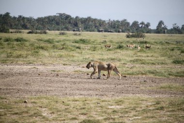 Kenya Afrika 'daki Amboseli Ulusal Parkı' nda dişi aslan. Doğa ve hayvanlar