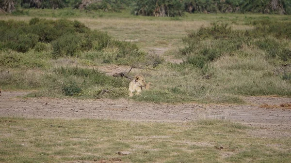 Leeuwin Het Nationaal Park Amboseli Kenia Afrika Natuur Dieren — Stockfoto