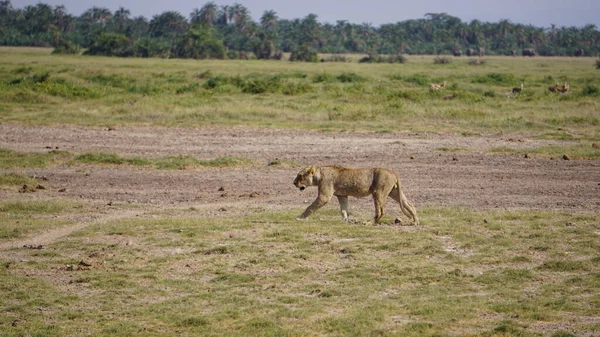 Λέαινα Στο Εθνικό Πάρκο Amboseli Στην Κένυα Της Αφρικής Φύση — Φωτογραφία Αρχείου