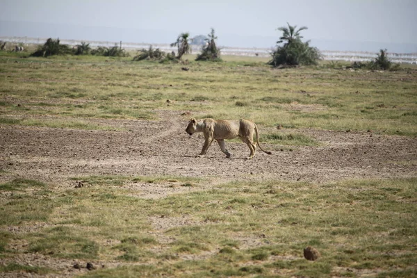 Leonessa Nel Parco Nazionale Amboseli Kenya Africa Natura Animali — Foto Stock