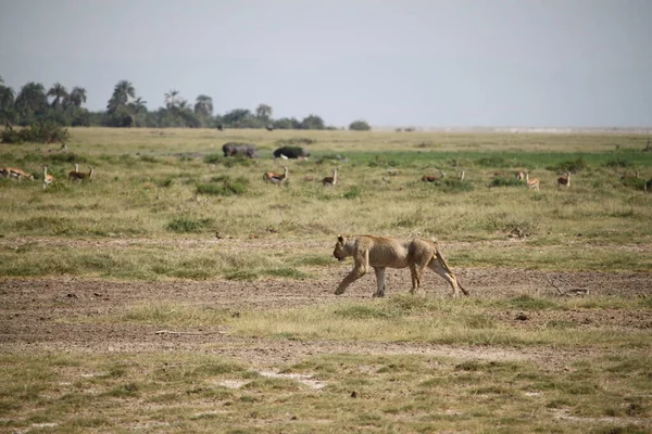 Λέαινα Στο Εθνικό Πάρκο Amboseli Στην Κένυα Της Αφρικής Φύση — Φωτογραφία Αρχείου