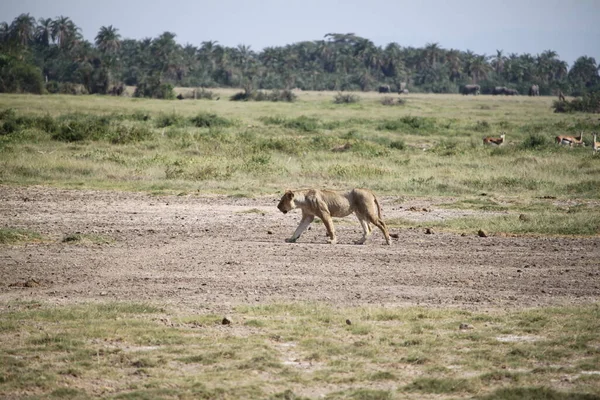 Leona Parque Nacional Amboseli Kenia África Naturaleza Animales —  Fotos de Stock