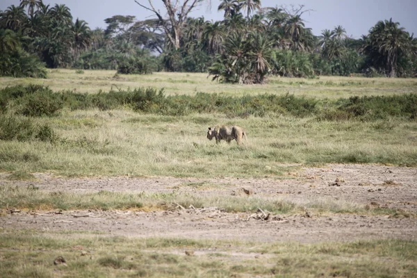 Leona Parque Nacional Amboseli Kenia África Naturaleza Animales — Foto de Stock
