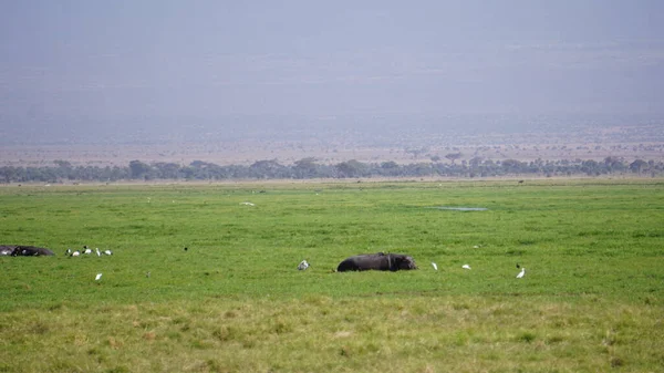 Hippopotamus Seen Tourist Safari Amboseli National Park Kenya Africa — Stock Photo, Image