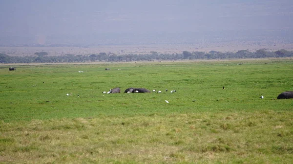 Nilpferd Während Einer Touristensafari Amboseli Nationalpark Kenia Afrika Gesehen — Stockfoto