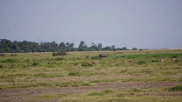 在肯尼亚安博塞利国家公园的一次旅游中看到的河马 — 图库照片