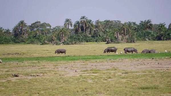 Ιπποπόταμος Δει Κατά Διάρκεια Ενός Τουριστικού Σαφάρι Amboseli Εθνικό Πάρκο — Φωτογραφία Αρχείου