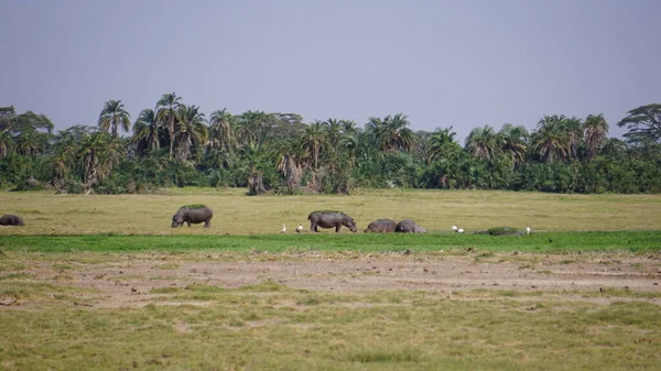 Hippopotamus Gezien Tijdens Een Toeristische Safari Amboseli National Park Kenia — Stockfoto