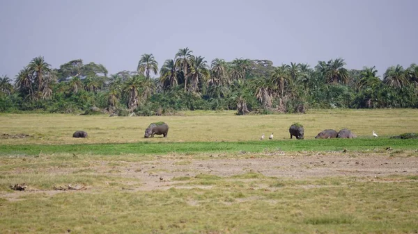 Hippopotamus Sett Turist Safari Amboseli National Park Kenya Afrika — Stockfoto