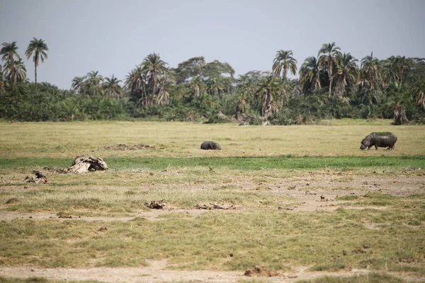 Hippopotamus Sett Turist Safari Amboseli National Park Kenya Afrika — Stockfoto