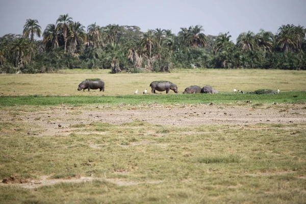 Hippopotamus Sett Turist Safari Amboseli National Park Kenya Afrika — Stockfoto