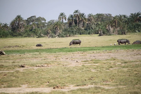 Hippopotamus Sett Turist Safari Amboseli National Park Kenya Afrika — Stockfoto