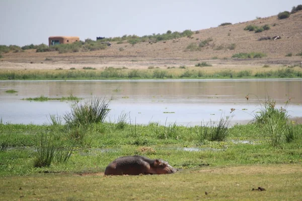 Hippopotame Lors Safari Touristique Dans Parc National Amboseli Kenya Afrique — Photo