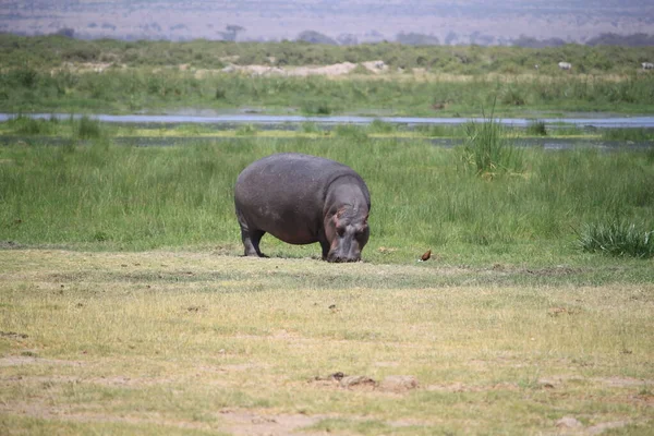 Hippopotame Lors Safari Touristique Dans Parc National Amboseli Kenya Afrique — Photo