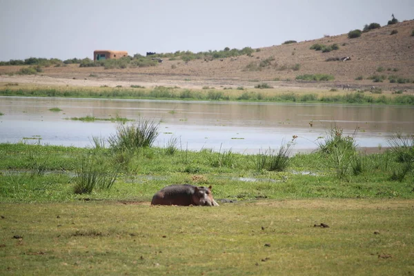 Hipopótamo Visto Durante Safari Turístico Parque Nacional Amboseli Kenia África — Foto de Stock