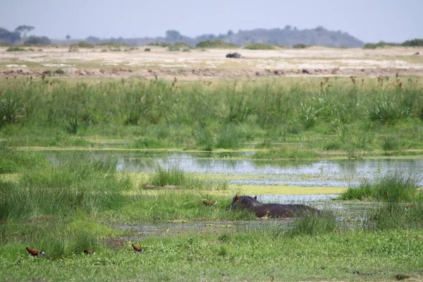 Hipopótamo Visto Durante Safari Turístico Parque Nacional Amboseli Kenia África —  Fotos de Stock