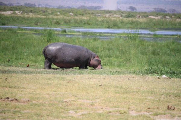 Hippopotamus Gezien Tijdens Een Toeristische Safari Amboseli National Park Kenia — Stockfoto