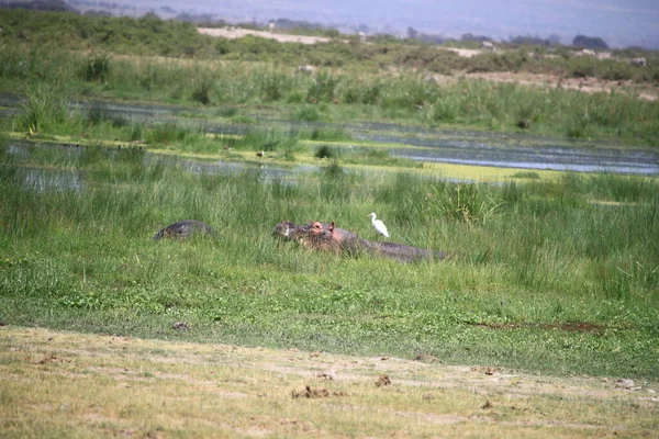 Hippopotame Lors Safari Touristique Dans Parc National Amboseli Kenya Afrique — Photo