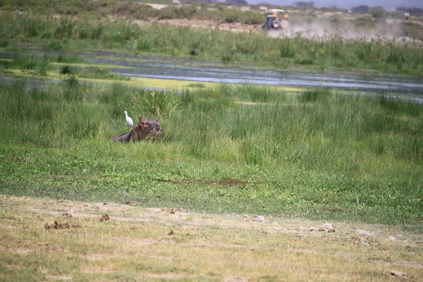 Hipopótamo Visto Durante Safari Turístico Parque Nacional Amboseli Kenia África — Foto de Stock