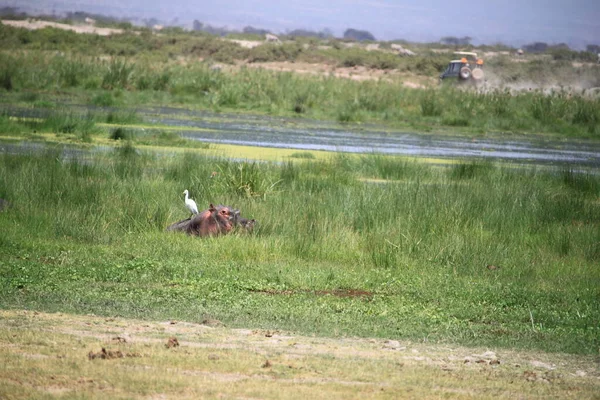 Гіпопопотама Бачили Під Час Туристичного Сафарі Національному Парку Амбоселі Кенії — стокове фото