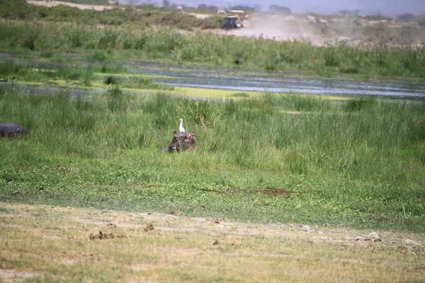 Afrika Kenya Daki Amboseli Ulusal Parkı Nda Turist Safarisi Sırasında — Stok fotoğraf