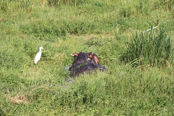 在肯尼亚安博塞利国家公园的一次旅游中看到的河马 — 图库照片