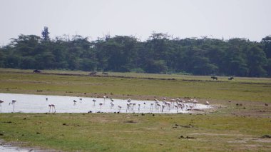 Kenya, Afrika 'daki Amboseli Ulusal Parkı' nda pembe flamingolar.